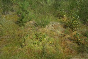 BultRing III auf Beet 4m (August 2012)