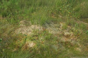 Bultsphagnen widerstehen der Sommerhitze (August 2013)