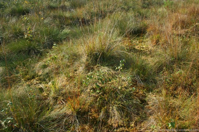 WBM MPW Bult von S.papillosum auf Beet 4m, in Grabennähe G4 Nov.2010