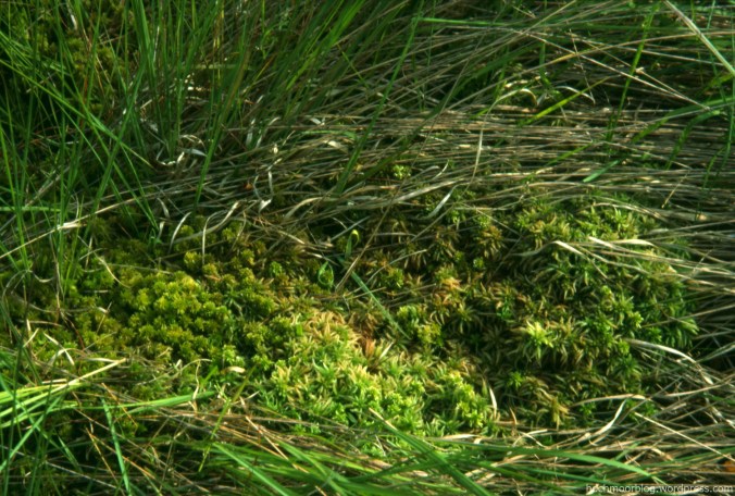 Drei Sphagnen-Arten stufen sich zu einem ersten Bult-Versuch (2002). Foto: Gehlken