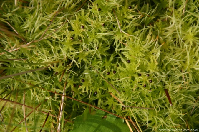 Sphagnum fimbriatum