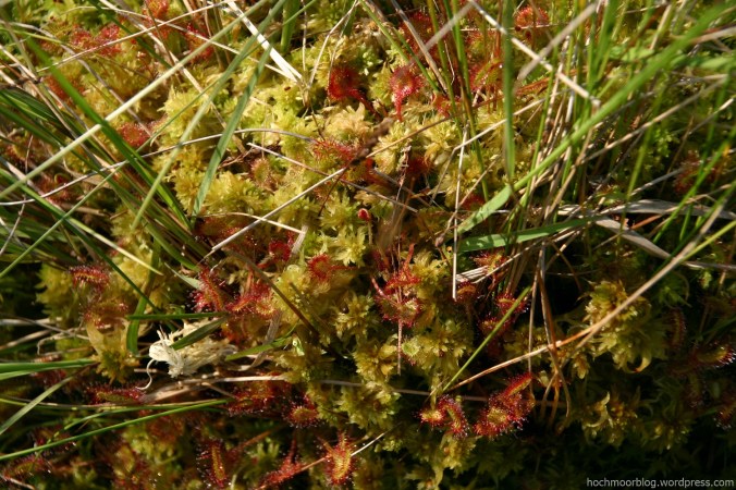 Sphagnum molle
