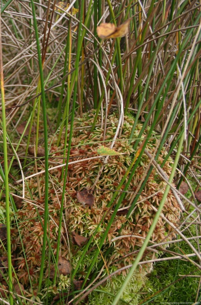 WBM MPW Kegelbult von S. palustre im Binsenhorst am Rand von Beet 2 und Graben 3.