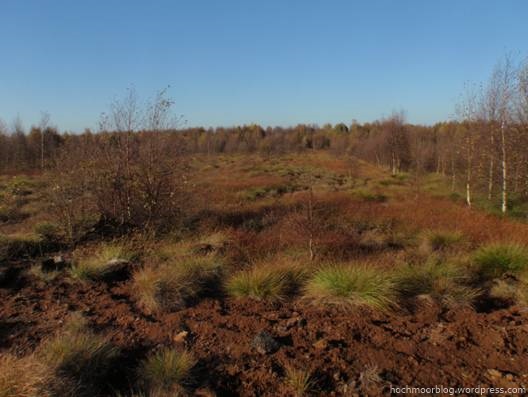 Typischer Beetbewuchs: Vorn lockerer Bestand des Scheiden-Wollgrases, dahinter in der Senke flächige Bestände des Schmalblättrigen Wollgrases, am Graben Birkenaufwuchs in Reihe.