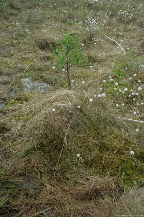 Schmelzwasserstau im Schlenkenzug auf Beet 6m (Mai 2013)