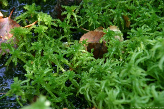 Dieses Torfmoos liebt Nährstoffe und gehört zu den Pionieren im Wolfsbruch (Foto) wie in Aschhorn.