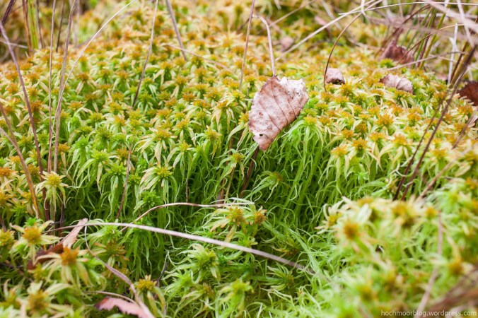 Dauerhaft hohe Feuchtigkeit vorausgesetzt, breitet sich S. fallax zu weitläufgigen, dicken Teppichen aus