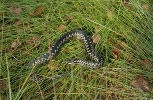 Die versteht keinen Spaß