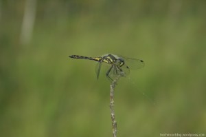 "Leucorrhinia dubia"