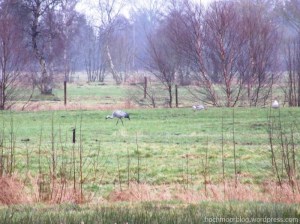 Großvögel auf der Moorweide