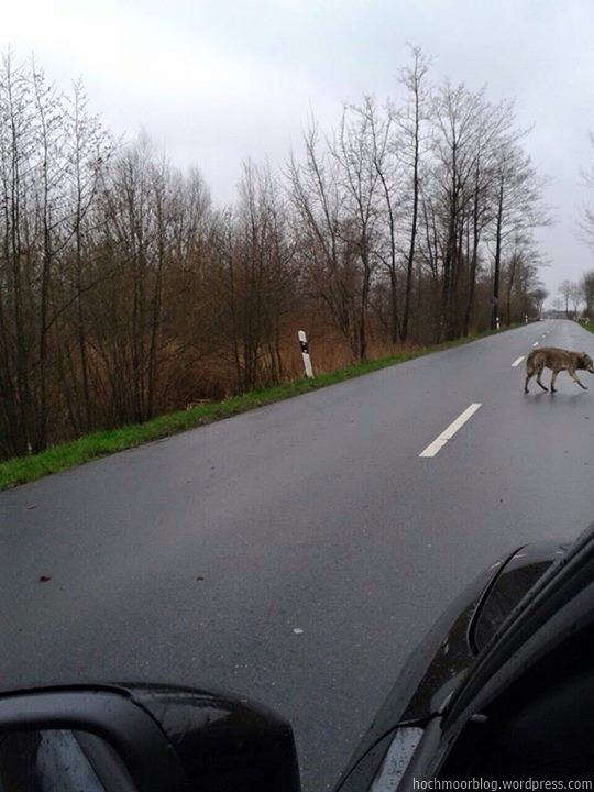 Unterwegs zum Wolfsbruch?