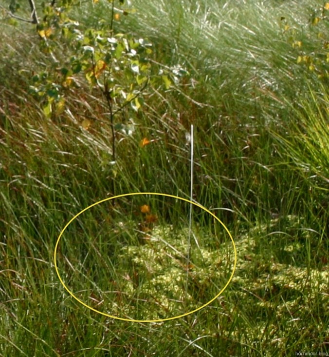 hochmoorblog_gehtdoch_0305_w