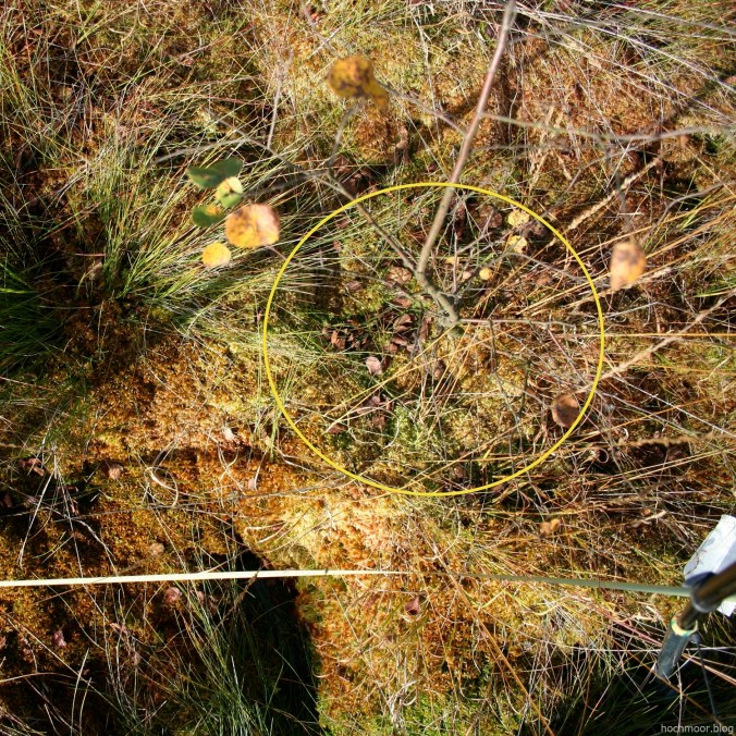 hochmoorblog_gehtdoch_0639_w