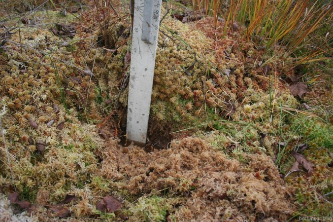 Nahe an 50 cm zwischen dem Horizont von 2005 und der Bultspitze 2016