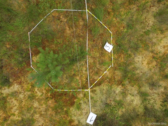 Transsekt-Abschnitt mit Bultring III ("Bocksbult") auf Beet 4m